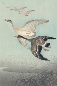 Great geese in flight (1925 - 1936) by Ohara Koson (1877-1945).