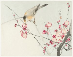 Songbird on blossom branch (1900 - 1936) by Ohara Koson (1877-1945)